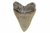 Huge, Fossil Megalodon Tooth - North Carolina #220006-2